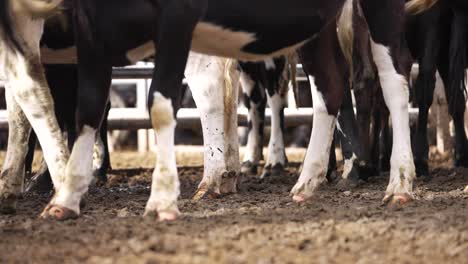 Cow-hoofs-legs-standing-in-muddy-ground-in-ranch-stockyard,-close-up-low-angle