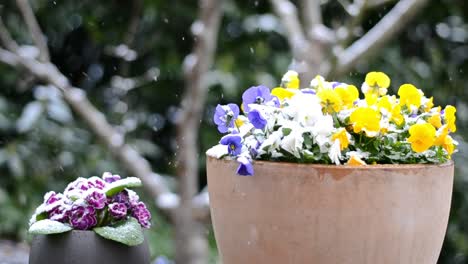 Leichter-Schneefall-über-Bunten-Topfblumenpflanzen-Draußen-In-Einem-Garten-Im-Verschneiten-Frühling
