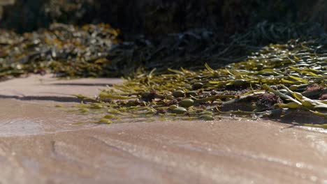 Close-up-shot-of-water-steadily-flowing-across-a-sandy-beach-with-bladder-wrack-seaweed-in-the-background-as-it-erodes-the-sand-to-form-beautiful,-branching-organic-shapes