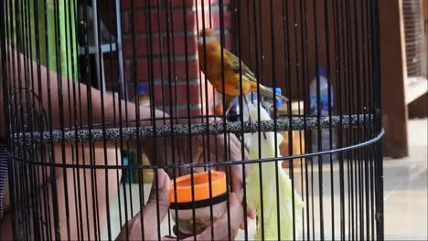 Fütterung-Des-Gelben-Kanarienvogels-In-Einem-Käfig