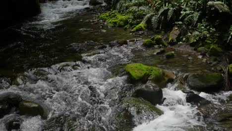 Arroyo-De-Montaña-Con-Rocas-Cubiertas-De-Musgo-Y-árboles-De-La-Selva-Tropical