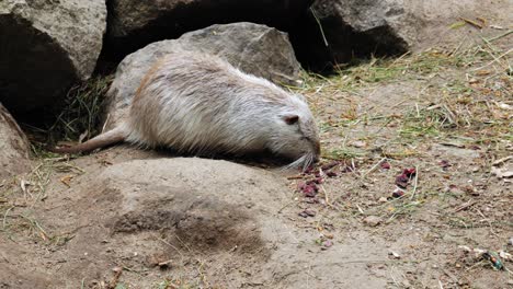 View-Of-An-Eating-Nutria---slow-motion