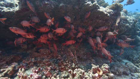 Gruppe-Roter-Soldatenfische-Auf-Einem-Farbenfrohen-Korallenriff-Im-Kristallklaren-Wasser-Des-Pazifischen-Ozeans,-Französisch-Polynesien