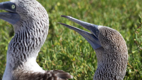 Close-Up-View-Of-Blue-Footed-Booby-Whistling-Mating-Call-To-Partner-On-Espanola-Island-In-The-Galapagos