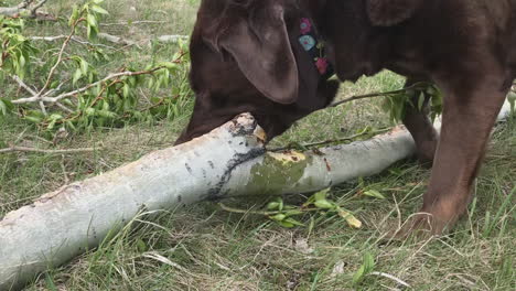 Cute-brown-lab-dog-thinks-it's-a-beaver-and-chews-on-green-tree-branch