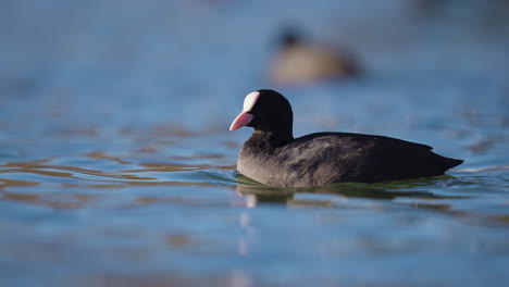 Beautiful-Eurasian-Coot-peacefully-swimming-along-while-stretching-its-wings,-close-up