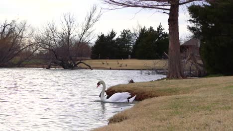 A-beautiful-swan-walks-into-the-lake
