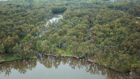 Slow-moving-aerial-footage-of-the-meandering-Murray-River-and-flood-plains-in-eucalypt-forest-south-of-Corowa,-Australia