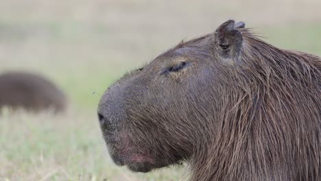 Close-up-shot-adult-capybara-flapping-its-ears-to-deter-irritating-flies-while-others-pass-by-in-background