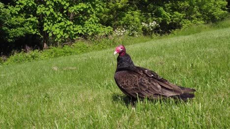 Predator-Bird-turkey-vulture-buzzard-perched-out-in-the-wild