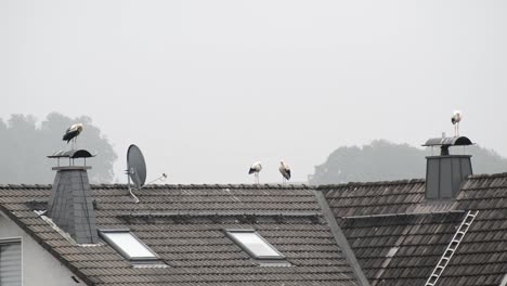 Multiple-storks-standing-on-top-of-a-roof-in-Germany-on-a-grey-and-cloudy-day