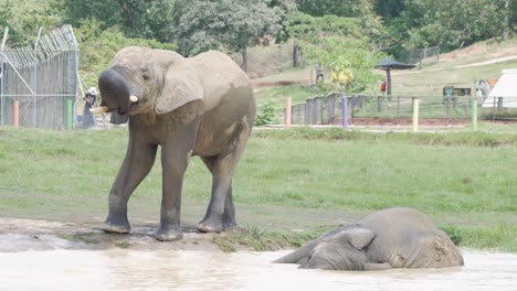 Two-Playful-Elephants-in-Captivity