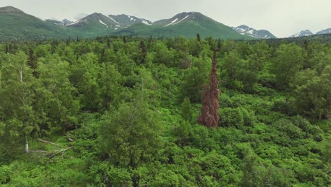 Grüner-Wald-Und-Malerischer-Bergblick-In-Der-Landschaft-Von-Anchorage,-Alaska