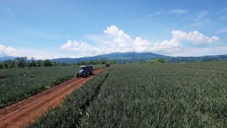 Drone-flying-over-pineapple-fields-of-Costa-Rica-during-harvest