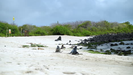 Paar-Galapagos-Seelöwen,-Die-In-Der-Ferne-Am-Strand-Von-Playa-Punta-Entlang-Spazieren