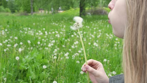 Long-hair-caucasian-girl-is-blowing-off-dandelion-seeds-in-nature