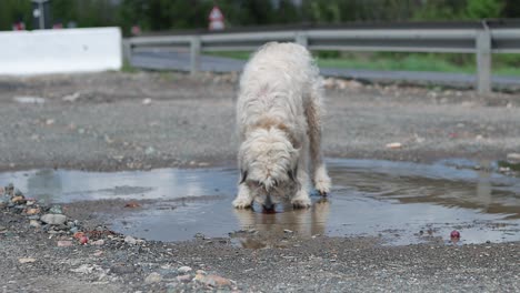 Stray-dog-stops-to-drink-water-from-puddle