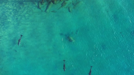 Delfines-Grises-Salen-De-Espaldas-Para-Respirar-Mientras-Nadan-Frente-A-La-Costa-De-Eilat,-Israel,-En-El-Claro-Mar-Rojo