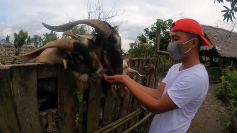 Joven-Con-Máscara-Alimentando-Cabras-Con-Sus-Manos-En-La-Granja-La-Caridad-De-Gerona,-Sogod,-Leyte-Del-Sur