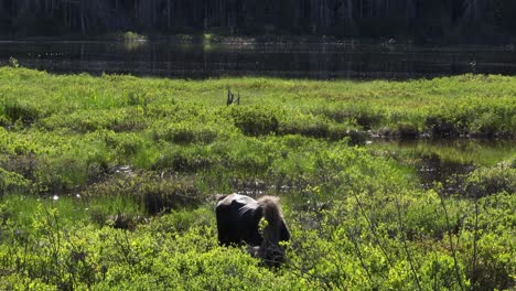 Wild-moose-feeding-on-vegetation-in-river-flood-plain