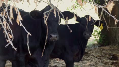Cattle-resting-under-the-shade-of-a-large-tree-on-the-ranch-during-a-hot-summer-day-in-north-Texas