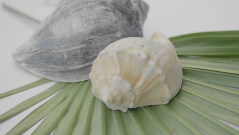 Seashells-placed-on-tropical-leaf-artistic-shot