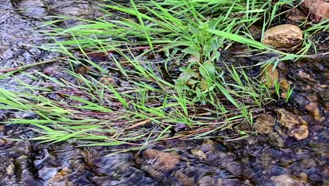 water-flowing-under-the-grass-near-the-shore-of-a-river
