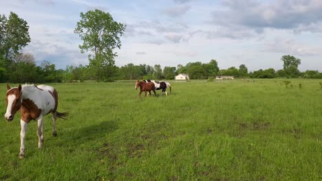 Herd-of-beautiful-stallions-in-local-farmland-of-Michigan,-handheld-view