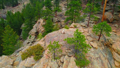 Colorado-Mountain-Goat-Sitting-On-Large-Rocky-Mountainside-Near-Estes-Colorado-Alpine-Forest