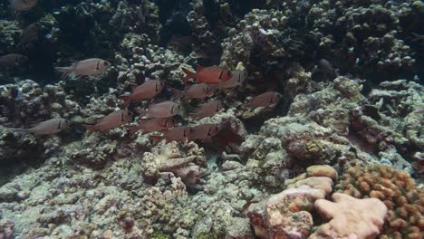 Group-of-red-soldier-fish-on-y-colorful-coral-reef-in-crystal-clear-water-of-the-pacific-ocean,-French-Polynesia