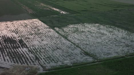 Aerial-View-Of-Partial-Flooded-Rice-Field-In-Punjab,-Pakistan