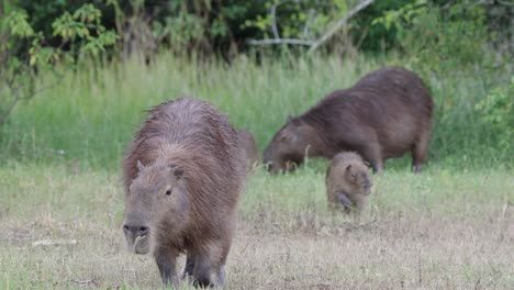 Wildlife-bird-stands-on-capybara-carpincho-walking-eating-grass-day