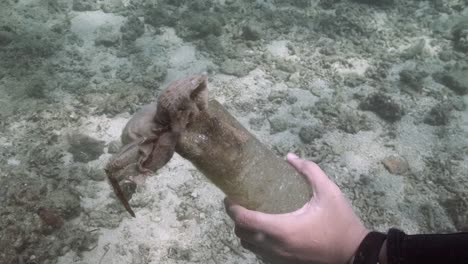 Scuba-Diver-Swimming-Undersea-With-Dead-Mushroom-In-Hand