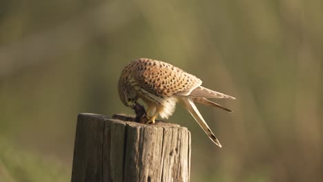 Hungry-commons-kestrel,-Falco-tinnunculus-eating-mice-on-a-wood-post