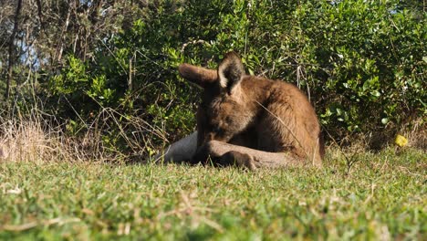 Low-camera-view-of-an-iconic-Australian-Kangaroo-sleeping-in-the-midday-sunshine