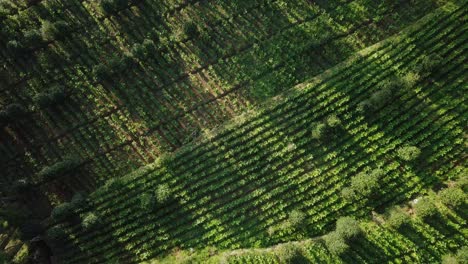 aerial-drone-of-tobbaco-plantation-on-the-slope-of-sindoro-mountain-in-Temanggung,-central-java,-Indonesia