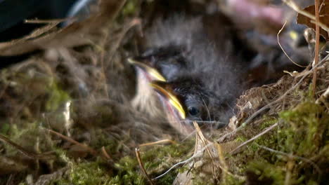 A-mother-bird-feeds-an-insect-to-one-of-her-nestlings