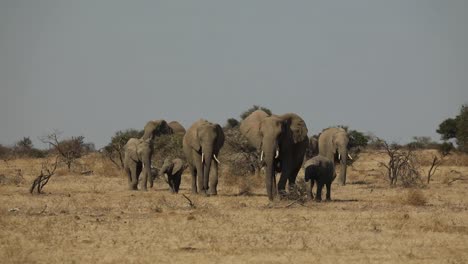 Wide-shot-of-a-breeding-herd-of-African-elephants-marching-towards-the-camera-on-the-dry-plains-of-Mashatu,-Botswana
