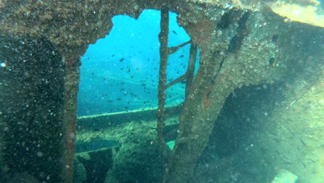 School-of-fish-swimming-along-shipwreck-Michelle,-Dugi-Otok,-Croatia