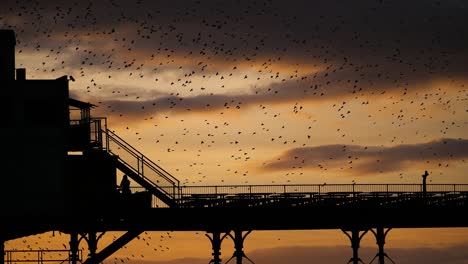 Murmuration-of-starlings-above-Aberystwyth-pier,-Wales
