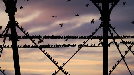 Footage-of-famous-starlings-at-Aberystwyth-pier-in-Wales,-UK-getting-ready-to-roost-at-dusk