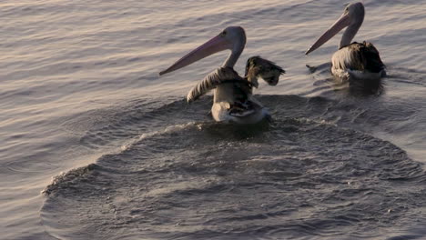 Large-pelican-taking-off-in-flight-from-a-rock-onto-the-water