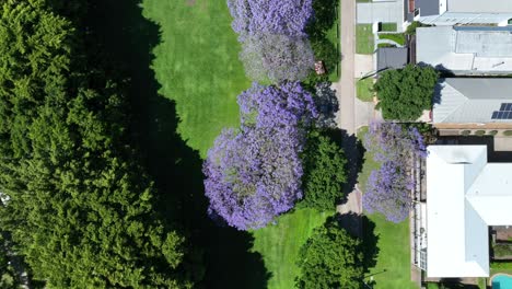Top-down-drone-shot-of-Jacaranda-trees-in-full-bloom,-purple-flowers-contrasting-nicely-against-green-grass-from-football-field
