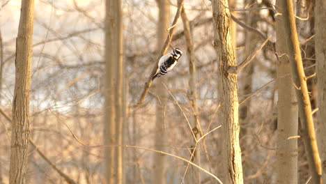 Wide-angle-shot-woodpecker-sitting-on-tree-branch-in-forest-at-sunset