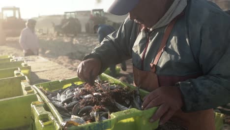 Slow-motion-shot-of-Fisherman-sorting-fish-from-the-storage-box-directly-from-Mira-beach,-Morning-sunbeams