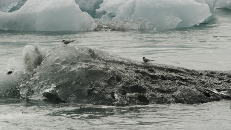 Golondrinas-De-Mar-árticas-Descansando-En-La-Punta-De-Un-Iceberg-Aves-Marinas-De-Islandia---Conceptos-De-Invierno,-árticos-Y-Vida-Salvaje