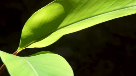 Big-Green-Plant-Leaves-In-Sunshine.-Realtime