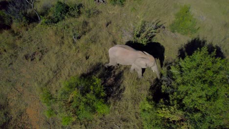Large-Wild-African-Elephant-Feeding-On-Green-Savanna-Grassland