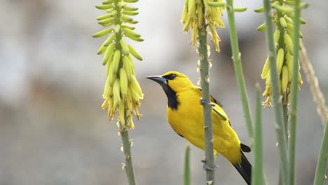 Beautiful-yellow-oriole-bird-drinks-nectar-from-the-aloe-vera-flower---a-slow-motion-shot
