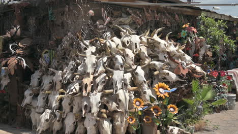 Traditional-cow-skulls-or-bull-skulls-being-sold-at-a-Mexican-outdoor-market